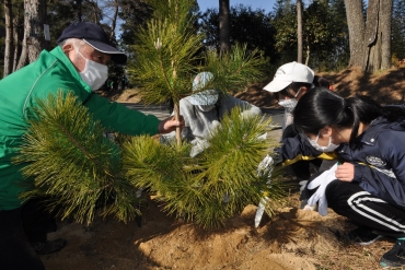 国指定天然記念物の「御油の松並木」を保存するために植樹する地域の小学生(昨年2月)