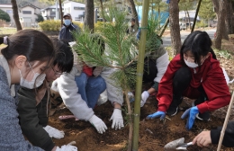 豊川御油小6年生が松並木で苗木12本植樹