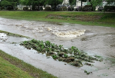 大雨で水位が上昇し、濁流で押し倒されたヒマワリ(6月21日、船井さん撮影)