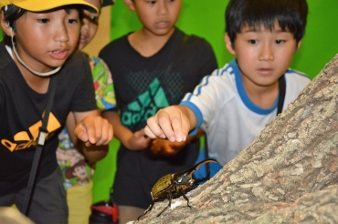 恐る恐るヘラクレスオオカブトを触ろうとする児童ら=豊橋市自然史博物館で