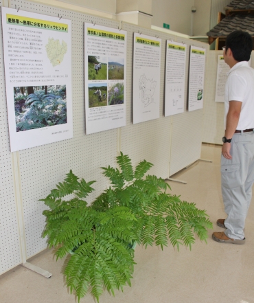 亜熱帯植物のリュウビンタイなどを展示する会場=新城市鳳来寺山自然科学博物館で