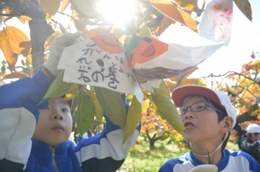 応援メッセージが書かれた次郎柿を収穫する児童