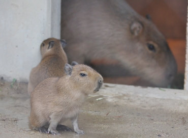 すくすく育つカピバラの赤ちゃん(奥は「そら」)=岡崎市東公園動物園で