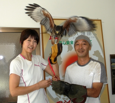 鳥インフルエンザ対策にタカの調教を始めた塩野谷さん、里美さん夫婦と威風堂々としたピーちゃん