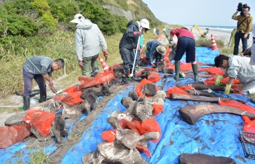 掘り出したマッコウクジラの骨を磨く学芸員やボランティアら=豊橋市高塚町の表浜海岸で