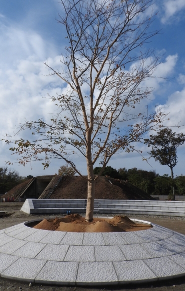 工廠跡地に建設中の豊川市平和公園。中央部には桜の木が植樹された=豊川市穂ノ原で
