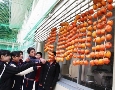 干してある渋柿を見る6年生たち=新城市鳳来寺小学校で