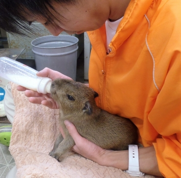 飼育スタッフに抱かれてミルクを飲むカピバラの赤ちゃん(竹島水族館提供)