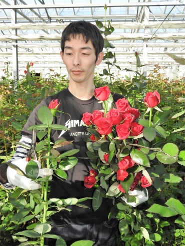 真っ赤なバラを摘む天野さん=豊川市三上町で