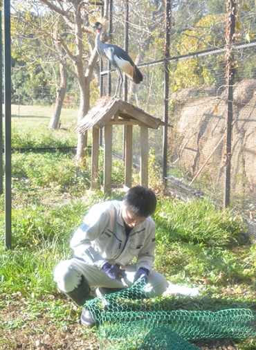 鳥類の獣舎で網の穴やほつれを確認する飼育員=豊橋総合動植物公園で