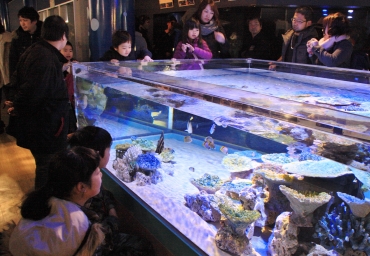サンゴ水槽に見入る子どもたち=蒲郡市竹島水族館で