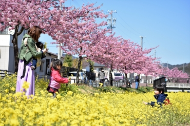 河津桜と菜の花が咲く中、記念撮影を楽しむ親子ら=八幡町の西古瀬川堤で