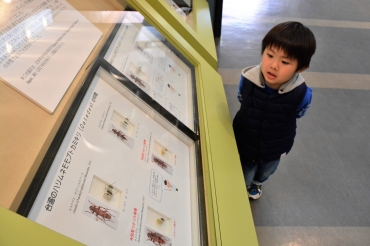 新種の標本などが展示されている企画展「自然史博物館新蔵標本」=同市自然史博物館で