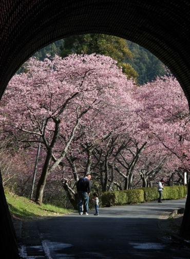 トンネル越しに見頃を迎えた河津桜並木=新城市長篠で