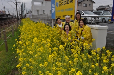 菜の花を摘み取った菜の花ライオンズクラブのメンバーたち=豊橋市大清水町で