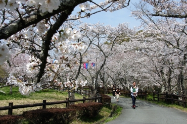 見頃を迎えた桜淵公園の桜=新城市庭野で