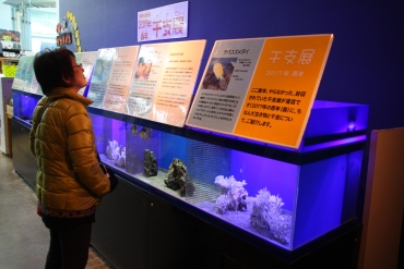 鳥にちなんだ魚貝類を展示する水槽=蒲郡市竹島水族館で