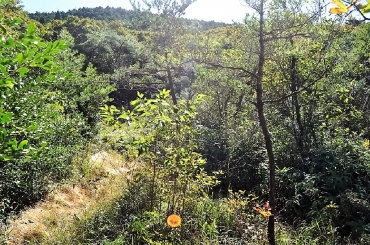 作業前(12年10月24日)の葦毛湿原内東側の「三の沢」。完全に森となっていた(同)