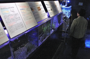 カタカナ文字数が多い魚を紹介する企画展=蒲郡市竹島水族館で