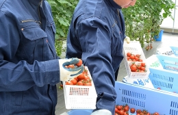 就労後の適応力も育む「くすのきトマト」栽培