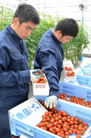 収穫したミニトマトを仕分けする生徒たち=くすのき特別支援学校の温室で