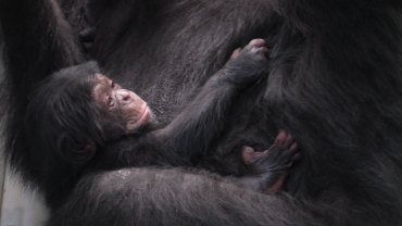 すくすくと成長しているチンパンジーの赤ちゃん=のんほいパークで(提供)