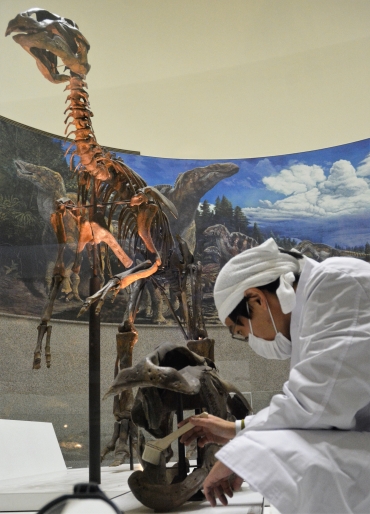 実物恐竜化石エドモントサウルスの頭骨標本のほこりを払う学芸員=豊橋市自然史博物館で