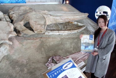 レプリカで復元されたインカクジラの頭骨(上)とクリアファイルを手にするスタッフ=蒲郡市生命の海科学館で