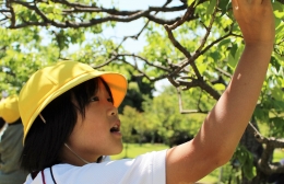 豊橋向山小児童が梅を収穫