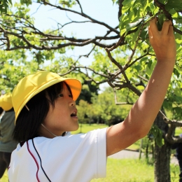 豊橋向山小児童が梅を収穫