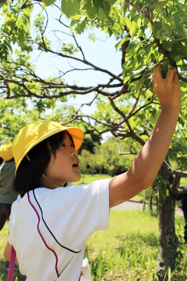 梅を収穫する児童=向山梅林園で