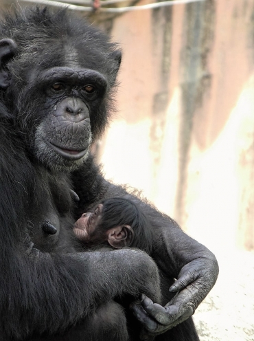 母親に抱かれるチンパンジーの赤ちゃん=のんほいパークで(提供)
