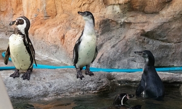 フンボルトペンギンのひな2羽が巣立ち