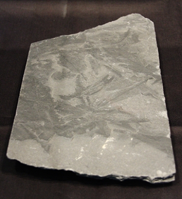 展示している防府市青少年科学館収蔵の植物化石「グロッソプテリス」