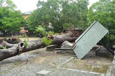 根元から倒れた大木。手水舎も壊れた=豊橋市の素戔鳴神社で