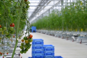 大規模ミニトマトの実証施設の一部で栽培が始まっているミニトマト=豊川流域下水道豊川浄化センター敷地内で