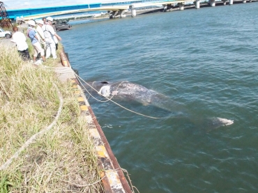 岸壁に係留されたクジラの死骸=三河湾神野ふ頭付近で
