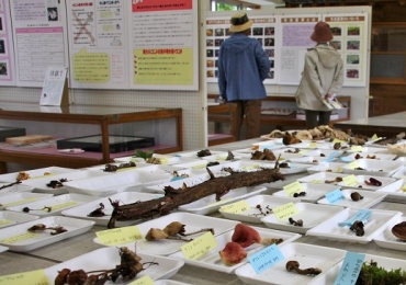 採取されたキノコを展示している会場=新城市鳳来寺山自然科学博物館で