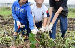 実りの秋を実感 豊川の外国人児童がイモ掘り