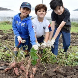 実りの秋を実感 豊川の外国人児童がイモ掘り