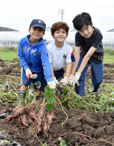 大きなサツマイモを協力して掘り出す外国人児童ら=豊川市御津町で