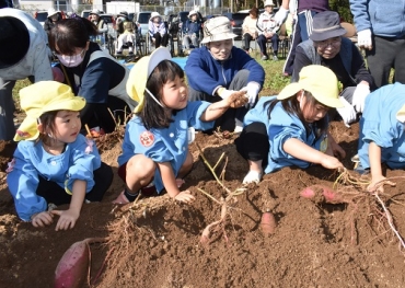 お年寄りに見守られながらイモ掘りを楽しむ児童=豊川市の穂の国荘で