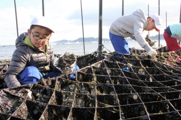 ノリを収穫する児童ら=田原市福江地区の海岸で
