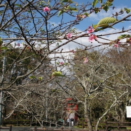 新城桜淵公園で季節外れの河津桜