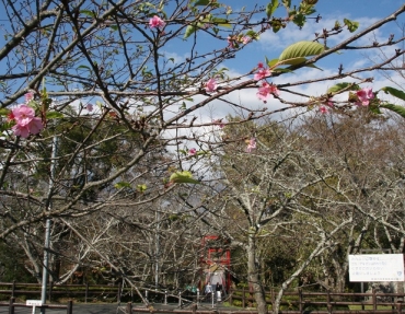 新城桜淵公園で季節外れの河津桜