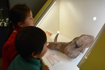 干支にまつわる企画展「亥-猪口(ちょこ)っとイノシシ」=豊橋市自然史博物館で