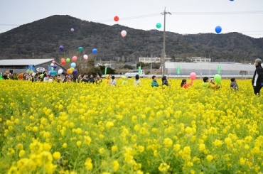 菜の花が咲き誇る畑と、まつりの開幕を祝って飛ばされた風船=田原市加治町で