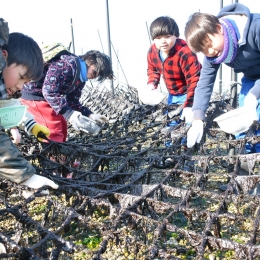 田原福江小児童がノリの収穫体験