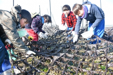 網についたのりを次々と収穫していく児童たち=田原市の向山海岸で