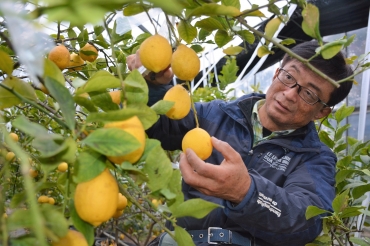 日本農業賞の「食の架け橋の部」大賞に選ばれた無農薬レモン農家の河合さん=豊橋市中原町で